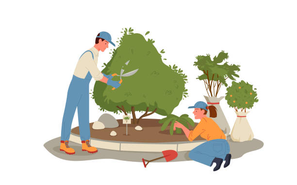 Cartoon young man woman gardener characters working and gardening, holding garden tools scissors shovel, tree sapling background. People work in summer forest or park, grow plants vector illustration